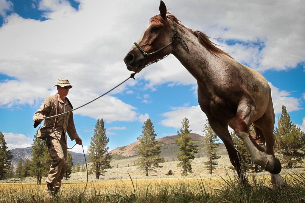 This image has an empty alt attribute; its file name is 12019-horse-80093_1280-1024x682.jpg