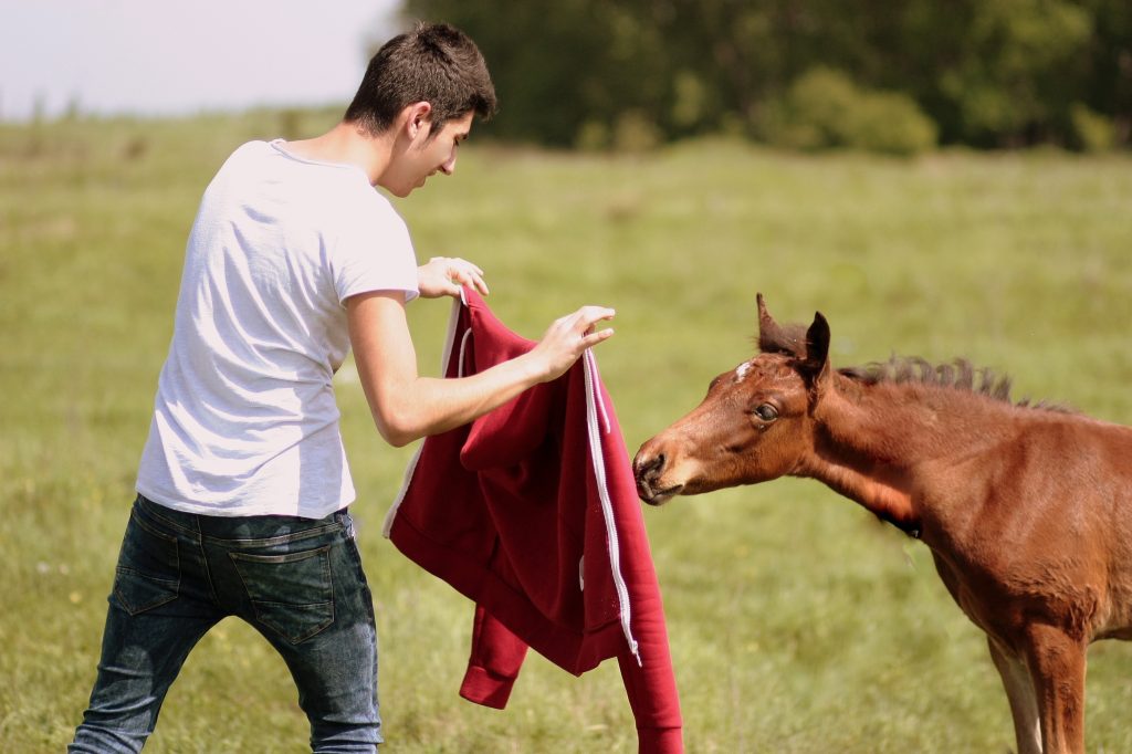 This image has an empty alt attribute; its file name is adinavoicu-horse-1341790-7.41.52-PM-1024x682.jpg